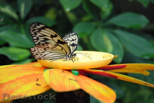 Devostock Butterfly colorful  (53)