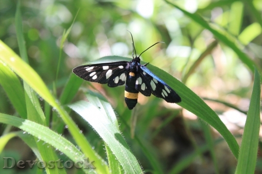 Devostock Butterfly colorful  (54)