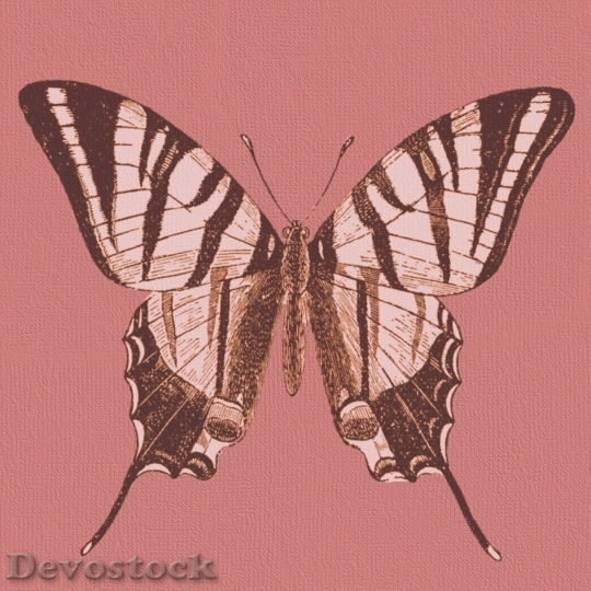 Devostock Butterfly colorful  (55)