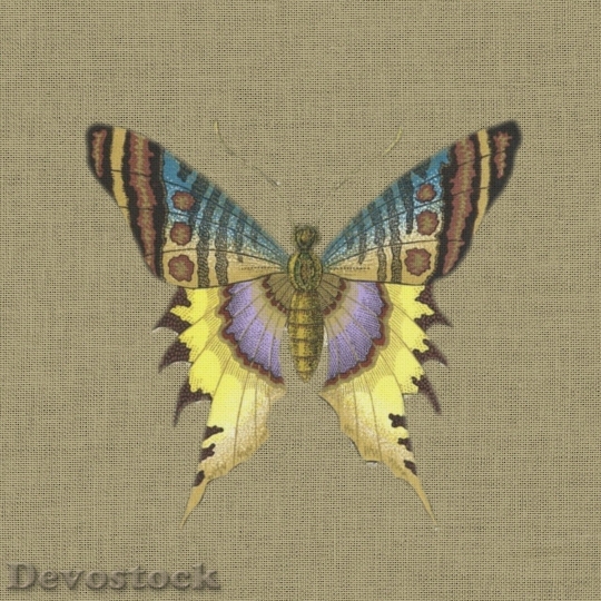 Devostock Butterfly colorful  (57)