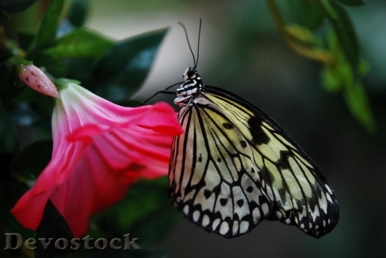 Devostock Butterfly colorful  (58)