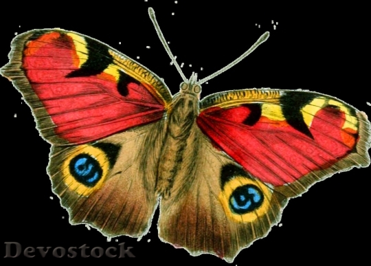 Devostock Butterfly colorful  (59)