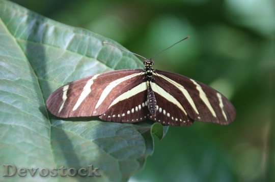 Devostock Butterfly colorful  (6)
