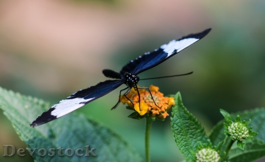 Devostock Butterfly colorful  (65)