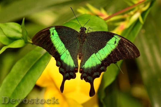 Devostock Butterfly colorful  (66)