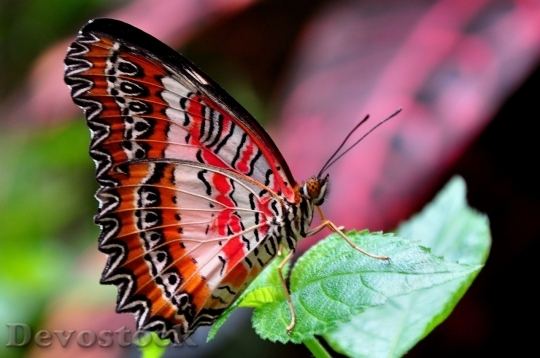 Devostock Butterfly colorful  (67)