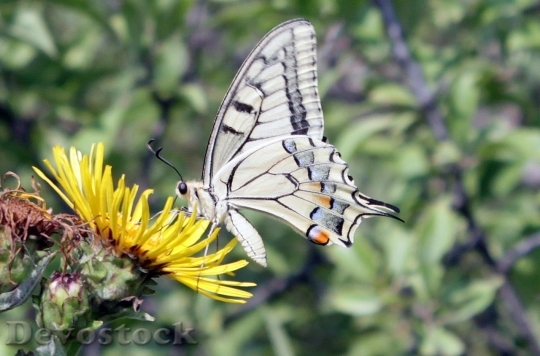 Devostock Butterfly colorful  (69)