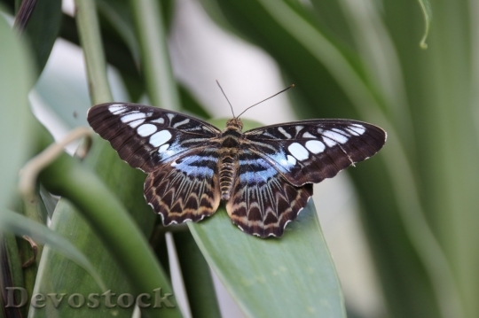 Devostock Butterfly colorful  (7)