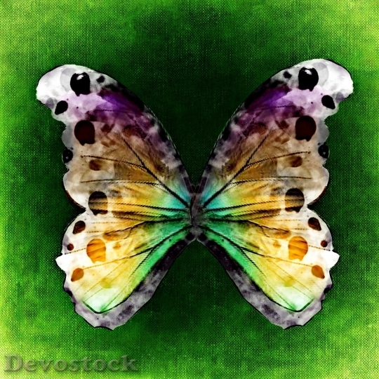 Devostock Butterfly colorful  (70)