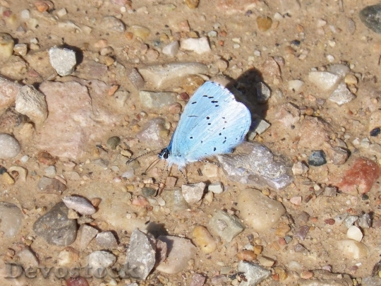 Devostock Butterfly colorful  (71)