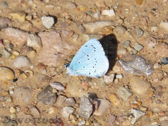 Devostock Butterfly colorful  (72)