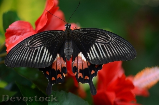 Devostock Butterfly colorful  (75)