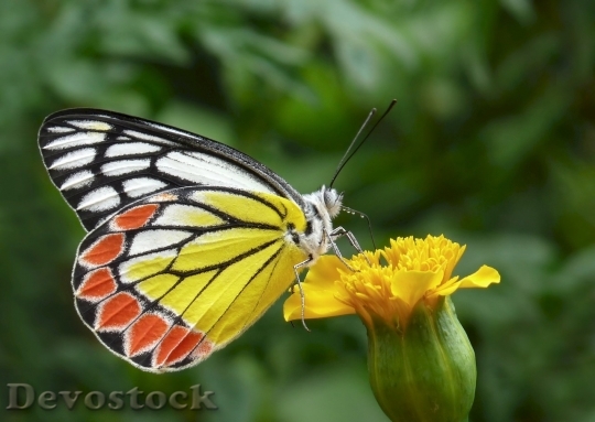 Devostock Butterfly colorful  (77)