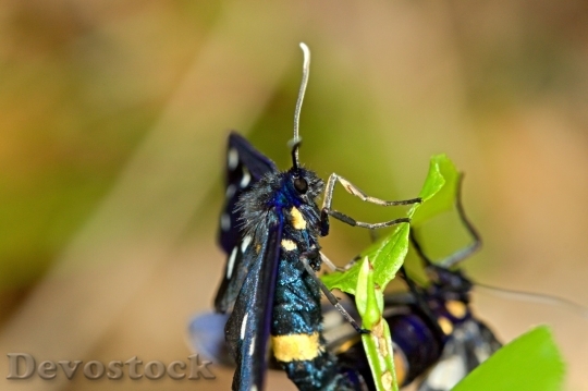 Devostock Butterfly colorful  (78)