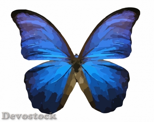 Devostock Butterfly colorful  (79)
