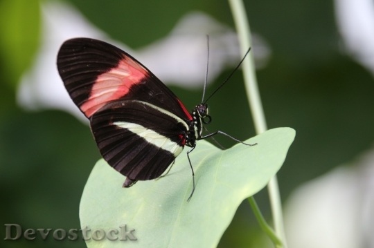 Devostock Butterfly colorful  (8)