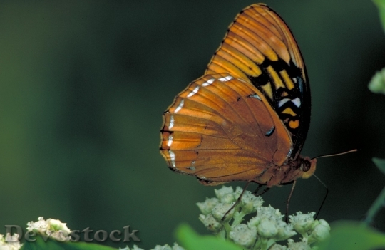 Devostock Butterfly colorful  (82)