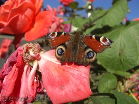 Devostock Butterfly colorful  (84)