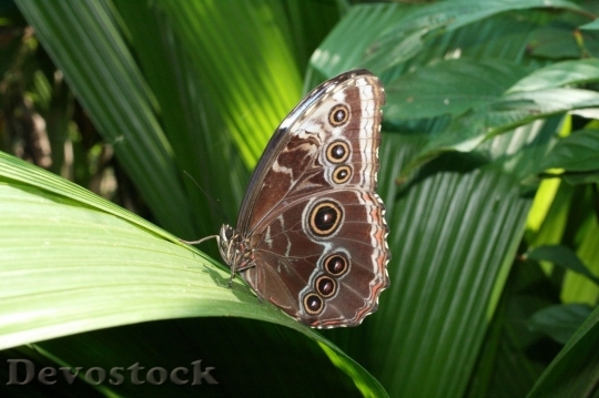 Devostock Butterfly colorful  (85)