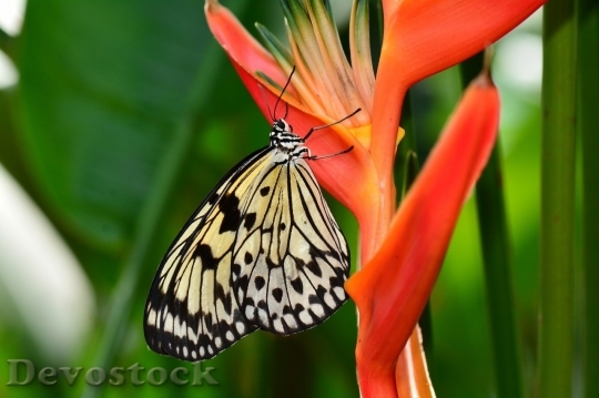 Devostock Butterfly colorful  (86)