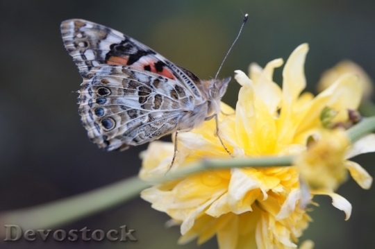 Devostock Butterfly colorful  (88)