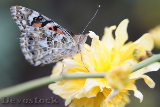 Devostock Butterfly colorful  (89)