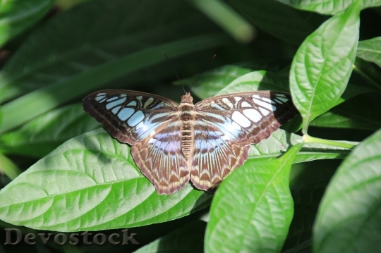 Devostock Butterfly colorful  (9)