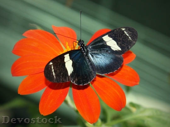 Devostock Butterfly colorful  (98)