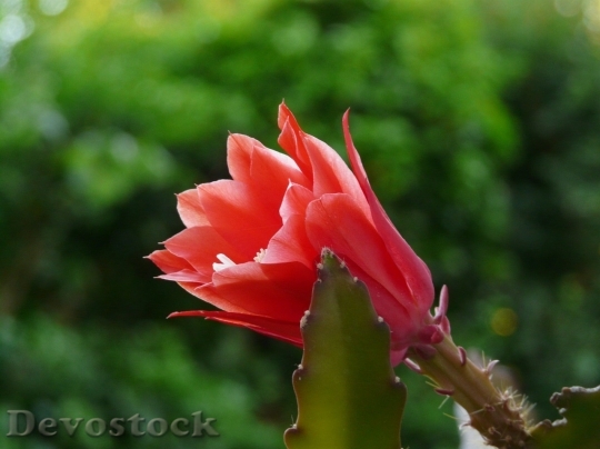 Devostock Cactus beautiful  (10)