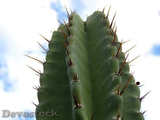 Devostock Cactus beautiful  (103)