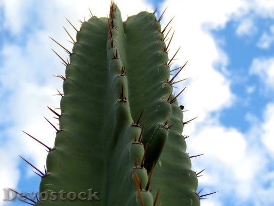Devostock Cactus beautiful  (104)