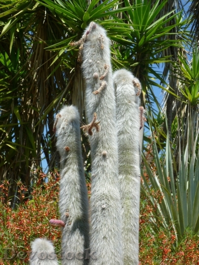 Devostock Cactus beautiful  (109)