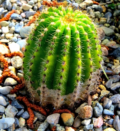 Devostock Cactus beautiful  (110)