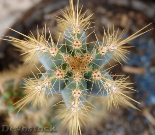 Devostock Cactus beautiful  (111)