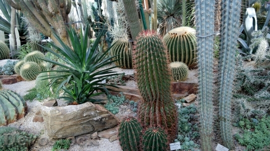Devostock Cactus beautiful  (112)