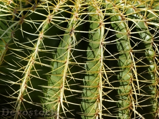 Devostock Cactus beautiful  (117)
