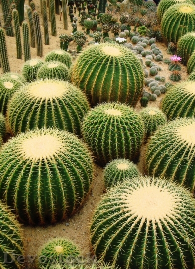 Devostock Cactus beautiful  (12)