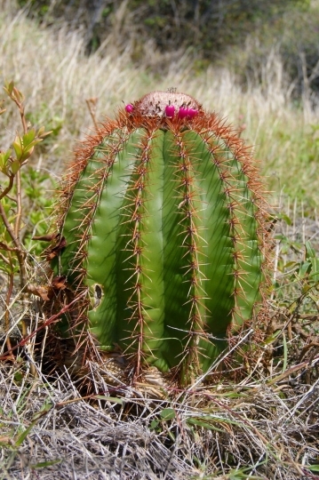 Devostock Cactus beautiful  (120)