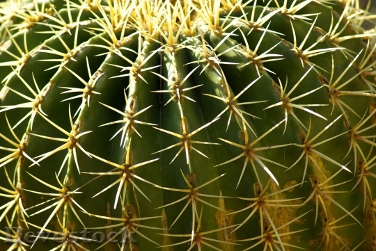 Devostock Cactus beautiful  (130)