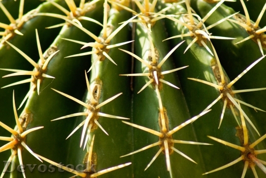 Devostock Cactus beautiful  (131)