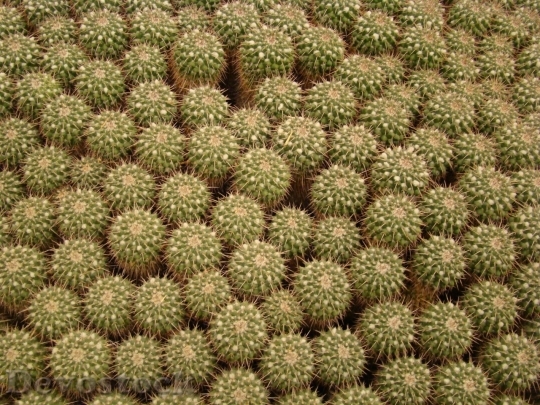 Devostock Cactus beautiful  (134)