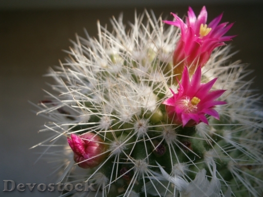 Devostock Cactus beautiful  (136)