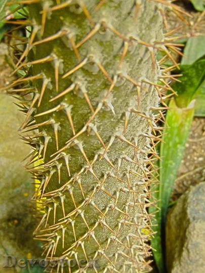 Devostock Cactus beautiful  (138)