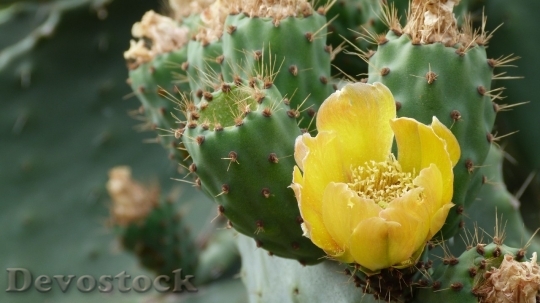 Devostock Cactus beautiful  (14)