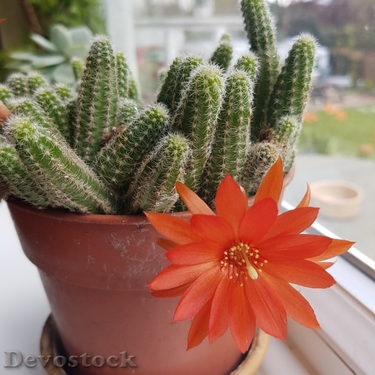 Devostock Cactus beautiful  (140)