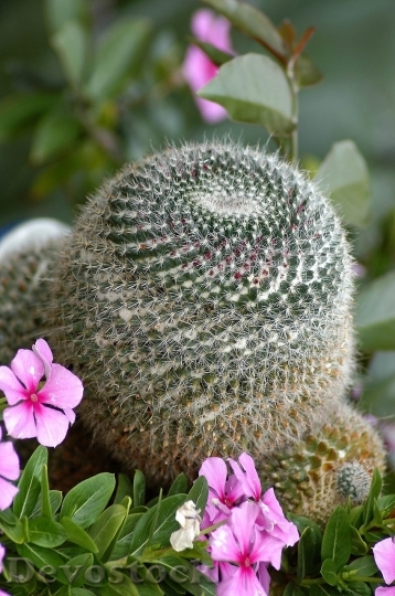Devostock Cactus beautiful  (143)