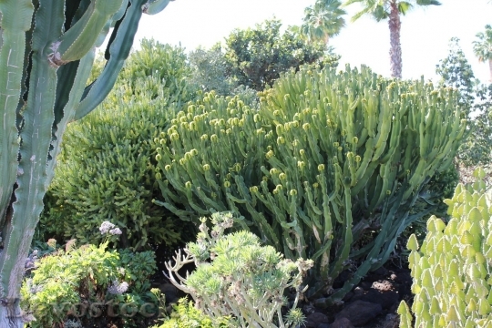 Devostock Cactus beautiful  (146)