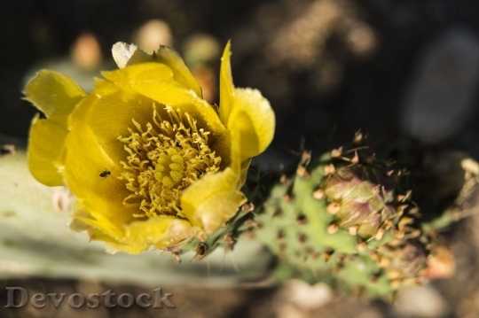 Devostock Cactus beautiful  (147)