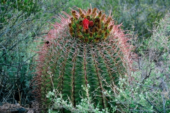 Devostock Cactus beautiful  (15)