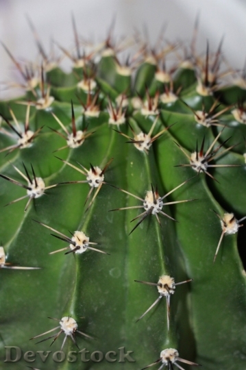 Devostock Cactus beautiful  (153)
